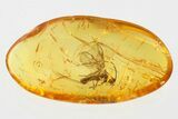 Detailed Fossil Parasitoid Wasp (Braconidae) in Baltic Amber #315322-1